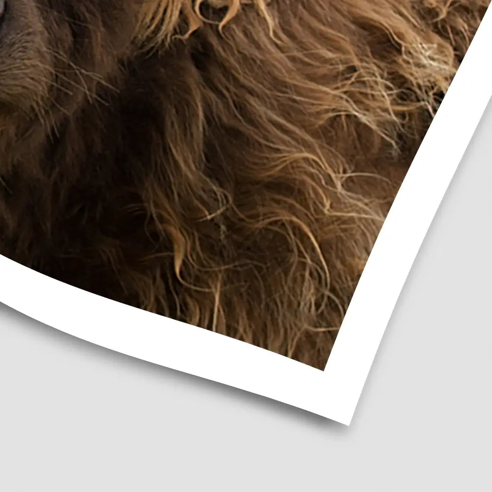 Side Peeking Highland Cow Art Print Side Peeking Highland Cow Art Print wall art product Massimo Cavallo / Shutterstock