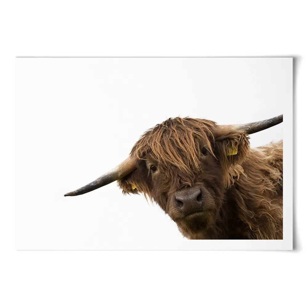 Side Peeking Highland Cow Art Print Side Peeking Highland Cow Art Print wall art product Massimo Cavallo / Shutterstock