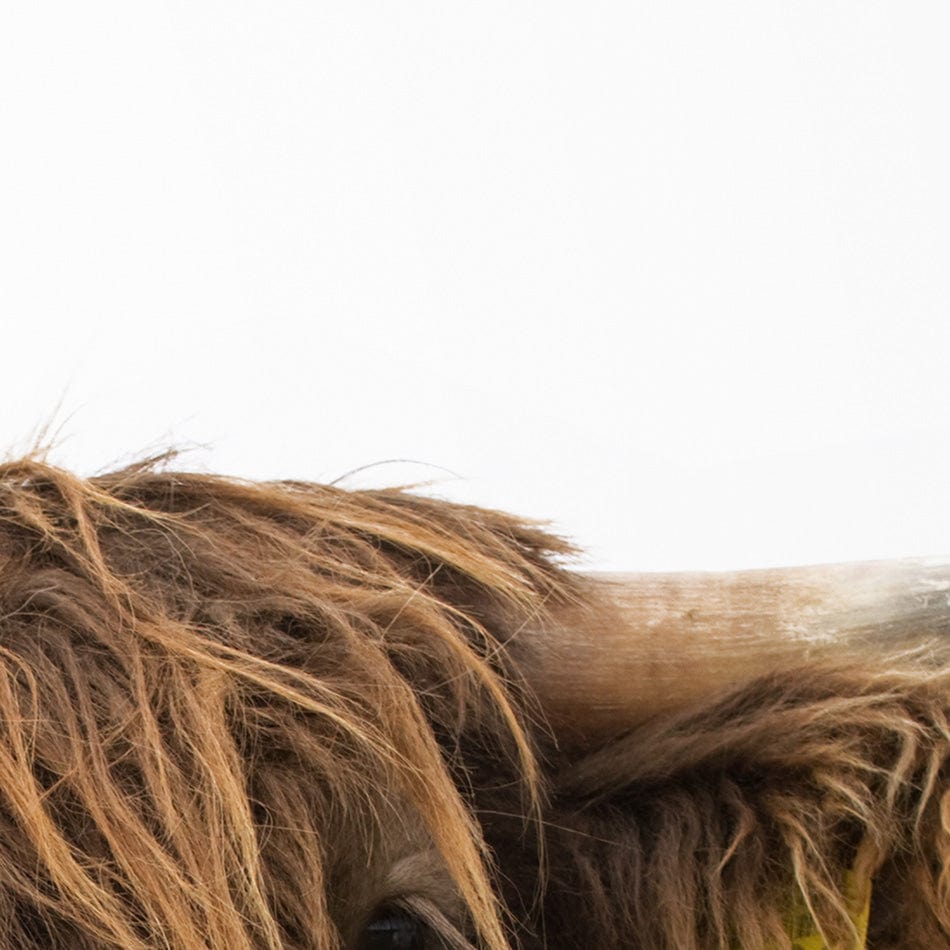 Side Peeking Highland Cow Art Print wall art product Massimo Cavallo / Shutterstock