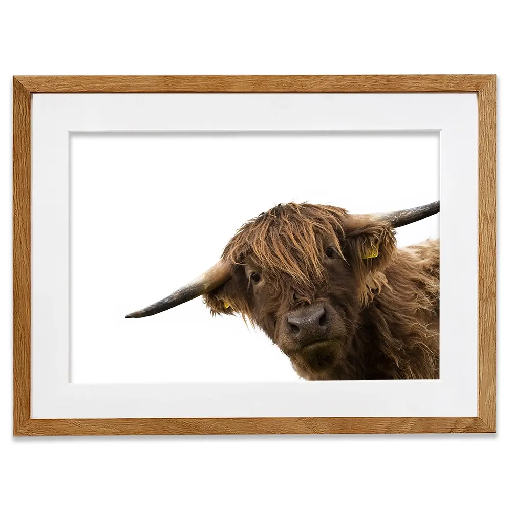 Side Peeking Highland Cow Framed Art Print Side Peeking Highland Cow Framed Art Print wall art product Massimo Cavallo / Shutterstock