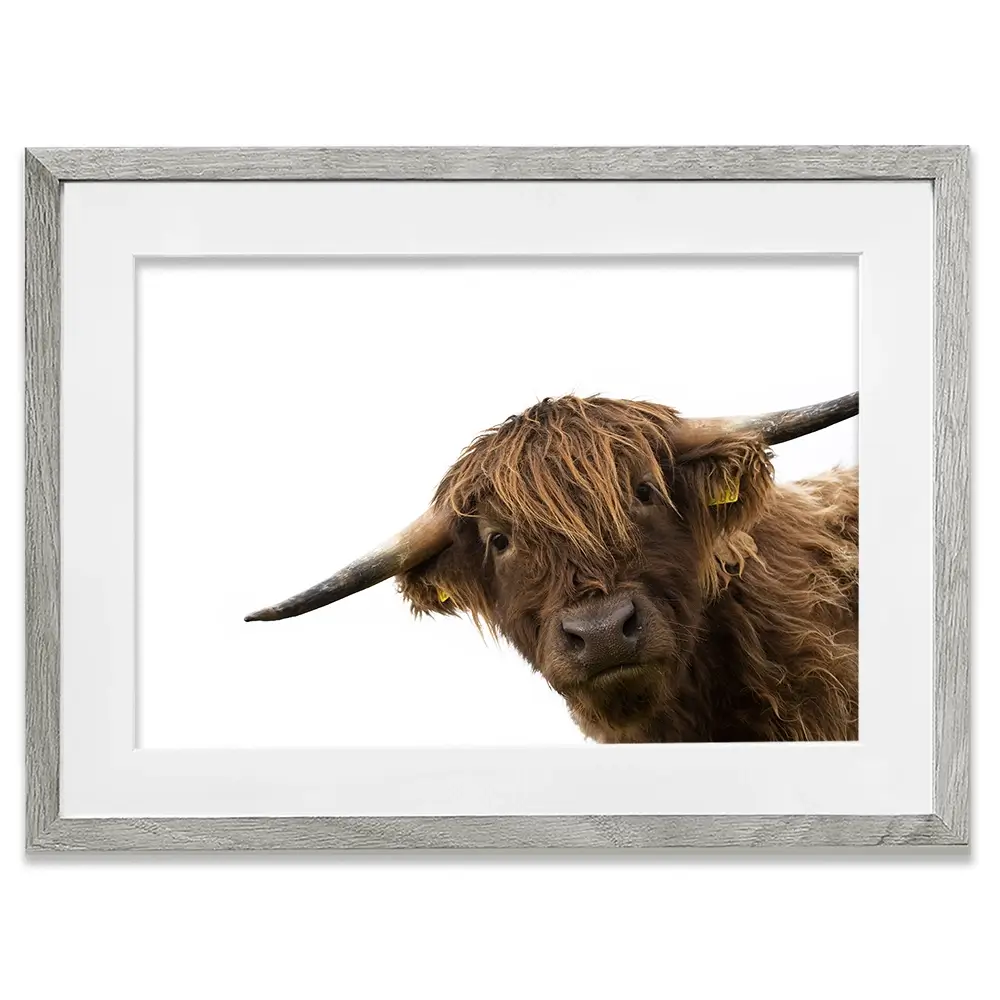 Side Peeking Highland Cow Framed Art Print Side Peeking Highland Cow Framed Art Print wall art product Massimo Cavallo / Shutterstock