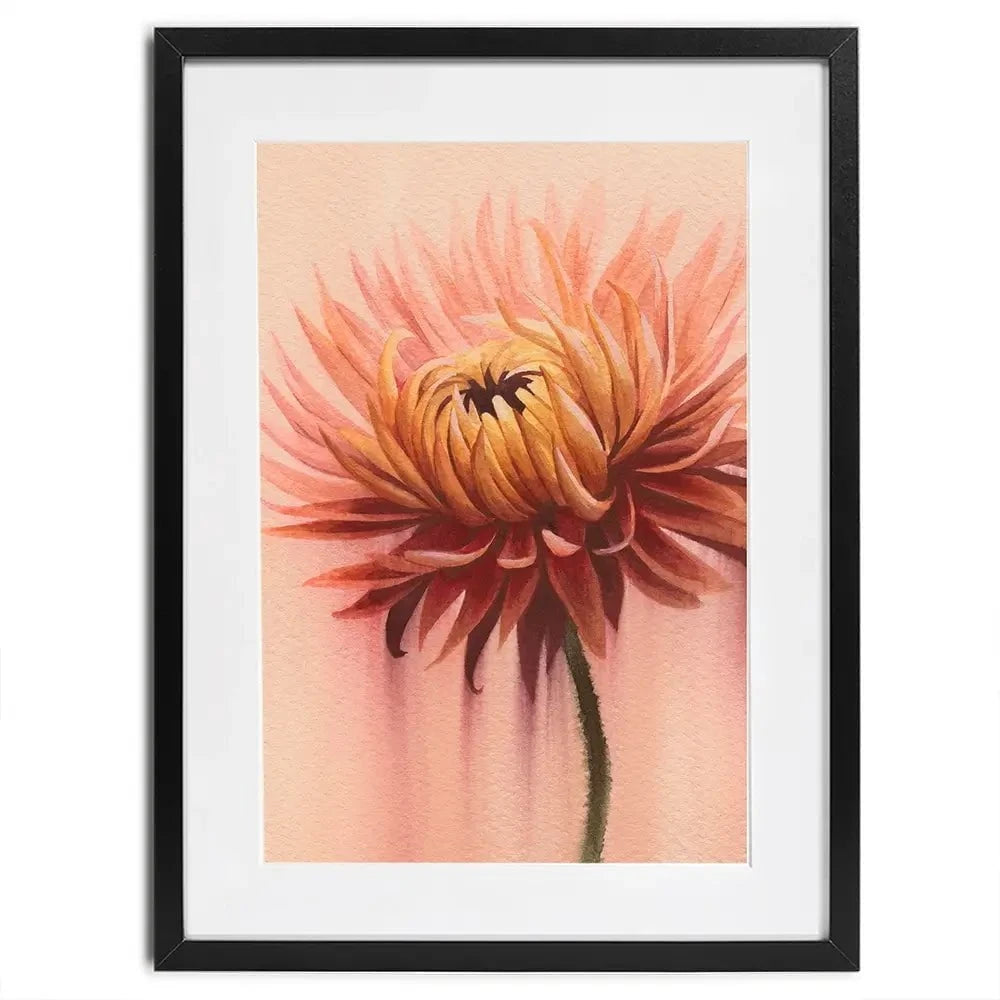 Sun Drenched Chrysanthemum 2 Framed Art Print Sun Drenched Chrysanthemum 2 Framed Art Print wall art product Grace Popp