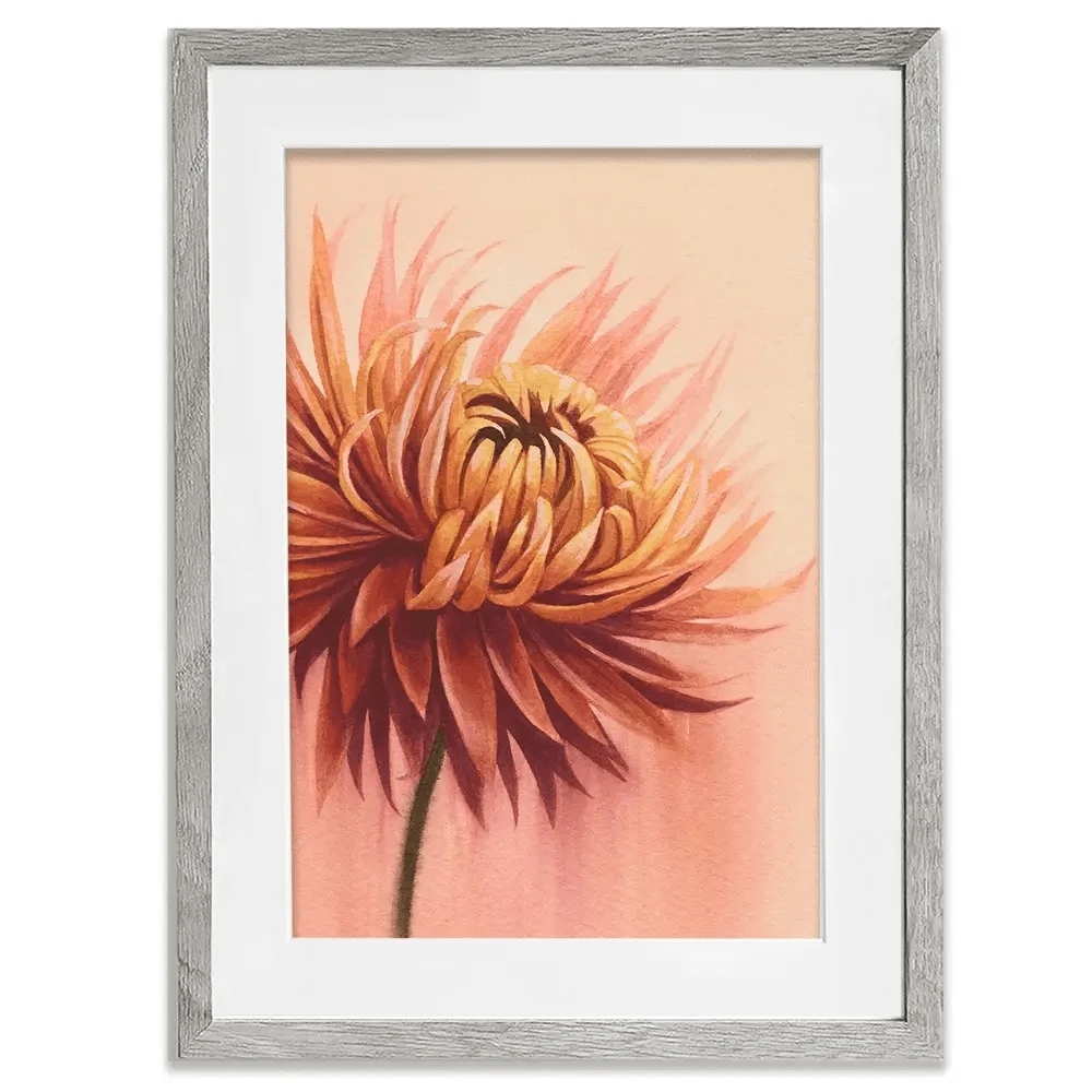 Sun Drenched Chrysanthemum Framed Art Print Sun Drenched Chrysanthemum Framed Art Print wall art product Grace Popp