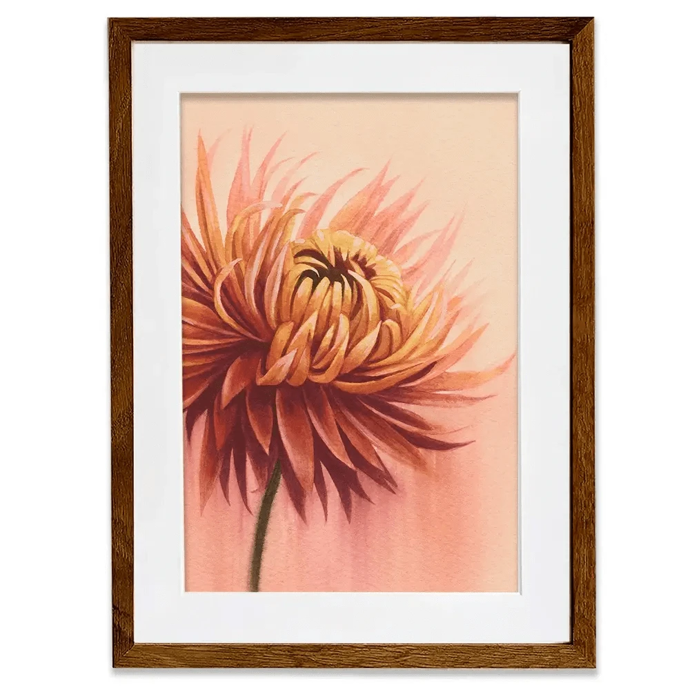 Sun Drenched Chrysanthemum Framed Art Print Sun Drenched Chrysanthemum Framed Art Print wall art product Grace Popp