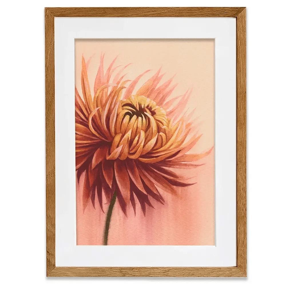 Sun Drenched Chrysanthemum Framed Art Print Sun Drenched Chrysanthemum Framed Art Print wall art product Grace Popp