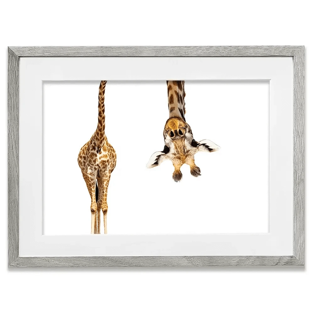 Upside Down Giraffe Framed Art Print Upside Down Giraffe Framed Art Print wall art product Sergey Novikov / Shutterstock