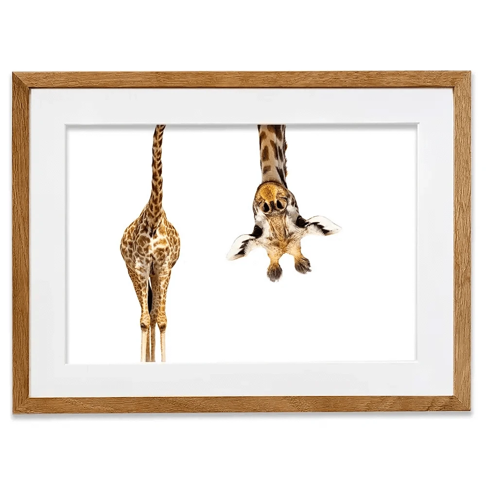 Upside Down Giraffe Framed Art Print Upside Down Giraffe Framed Art Print wall art product Sergey Novikov / Shutterstock