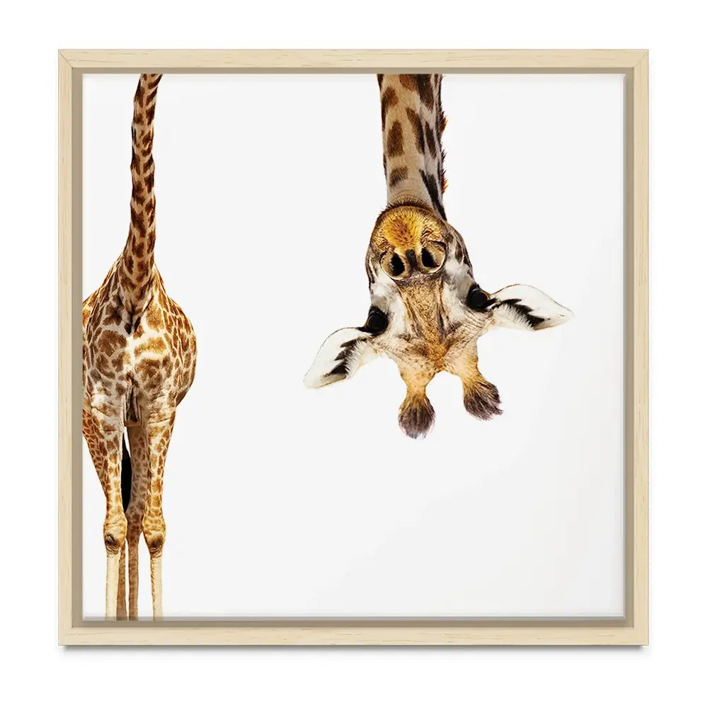 Upside Down Giraffe Oversized Canvas Print Upside Down Giraffe Oversized Canvas Print wall art product Art Print Shop