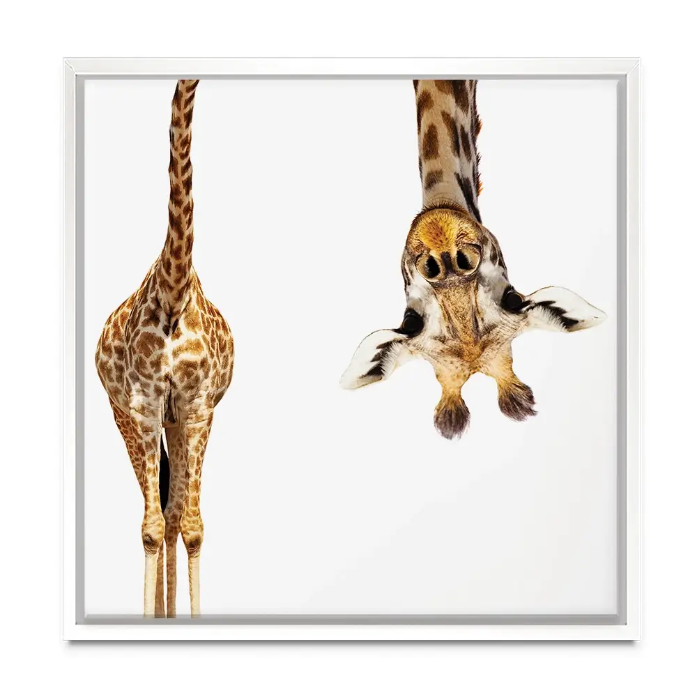 Upside Down Giraffe Square Canvas Print Upside Down Giraffe Square Canvas Print wall art product Sergey Novikov / Shutterstock