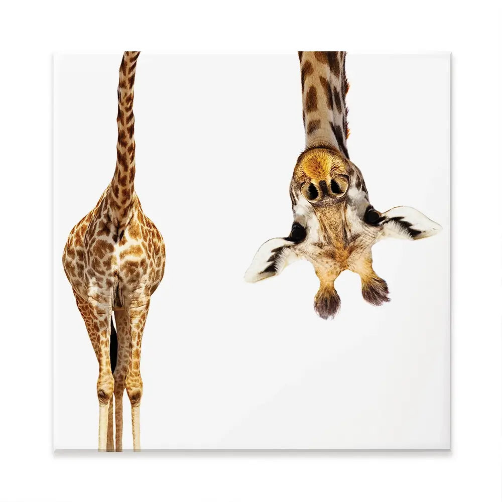 Upside Down Giraffe Square Canvas Print Upside Down Giraffe Square Canvas Print wall art product Sergey Novikov / Shutterstock