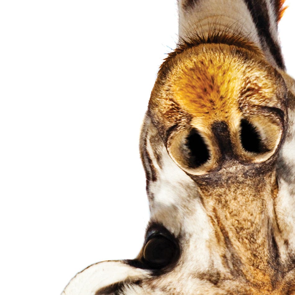 Upside Down Giraffe Square Canvas Print wall art product Sergey Novikov / Shutterstock