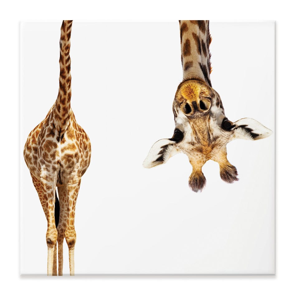 Upside Down Giraffe Square Canvas Print wall art product Sergey Novikov / Shutterstock