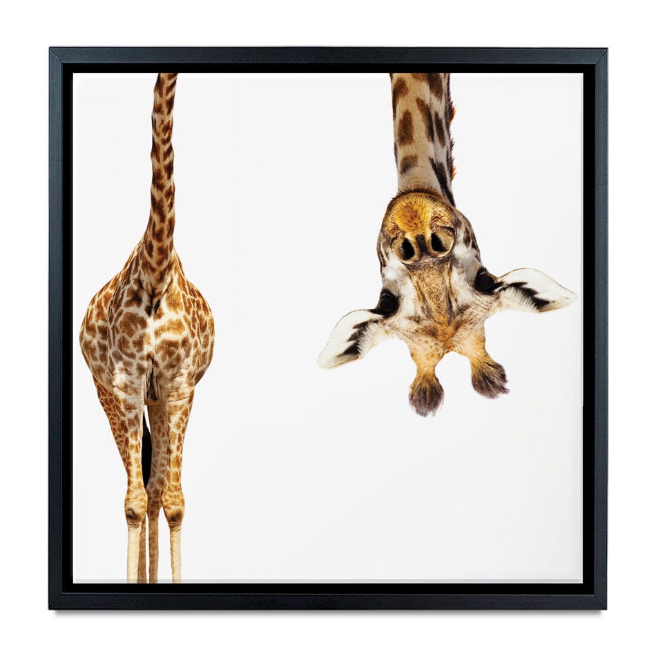 Upside Down Giraffe Square Canvas Print wall art product Sergey Novikov / Shutterstock