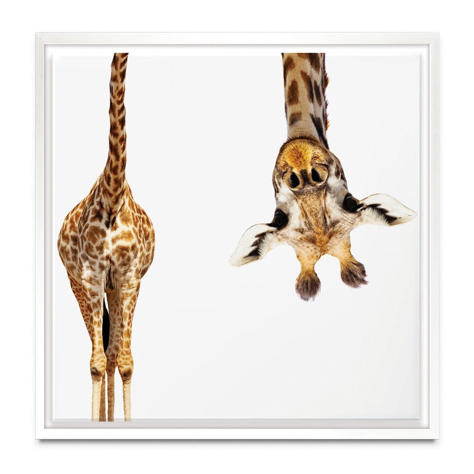 Upside Down Giraffe Square Canvas Print wall art product Sergey Novikov / Shutterstock