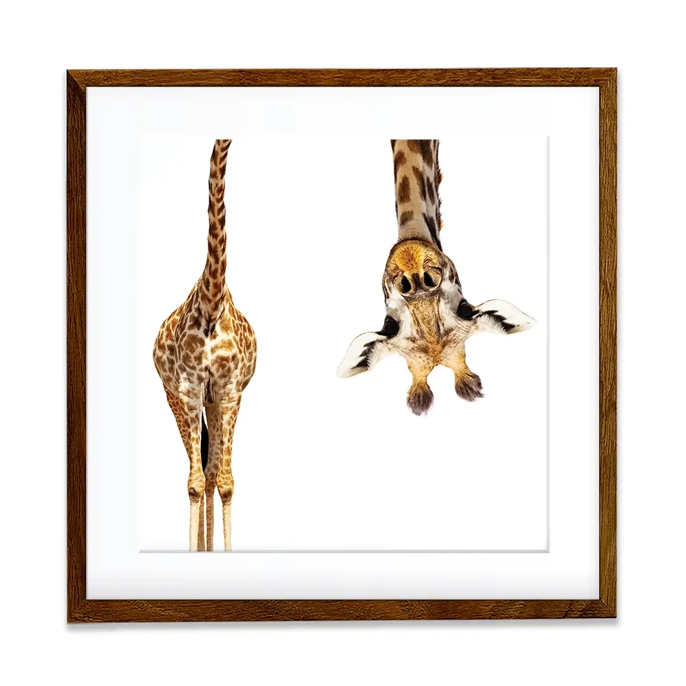 Upside Down Giraffe Square Framed Art Print Upside Down Giraffe Square Framed Art Print wall art product Sergey Novikov / Shutterstock