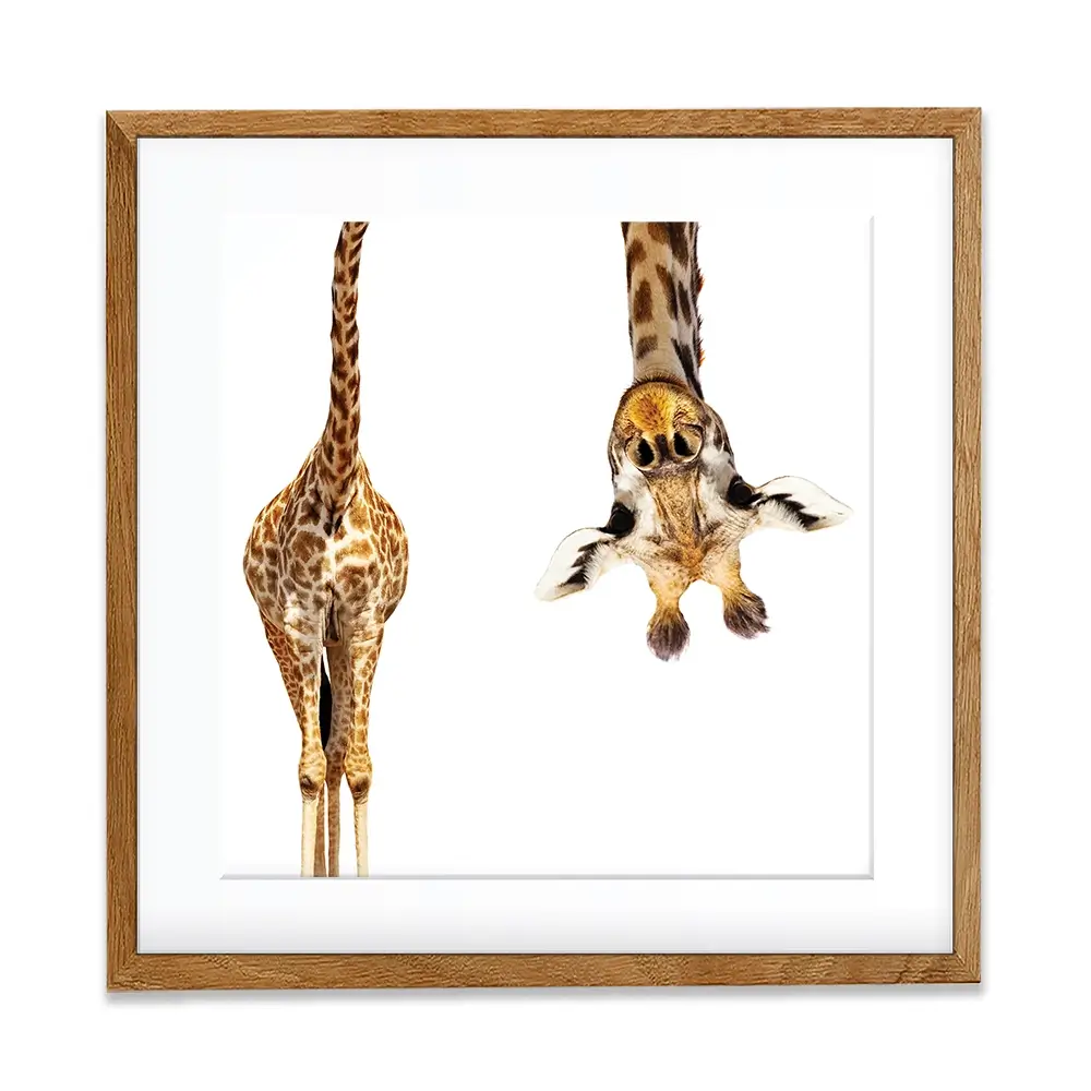 Upside Down Giraffe Square Framed Art Print Upside Down Giraffe Square Framed Art Print wall art product Sergey Novikov / Shutterstock