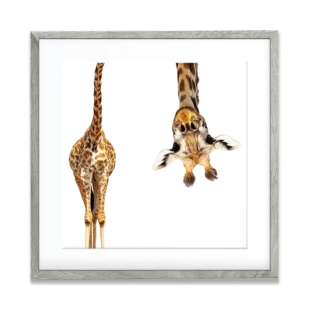 Upside Down Giraffe Square Framed Art Print Upside Down Giraffe Square Framed Art Print wall art product Sergey Novikov / Shutterstock