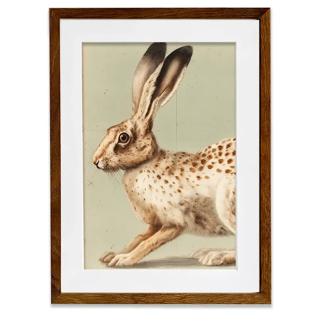 Vintage Hare 2 Framed Art Print Vintage Hare 2 Framed Art Print wall art product Paula Freeman