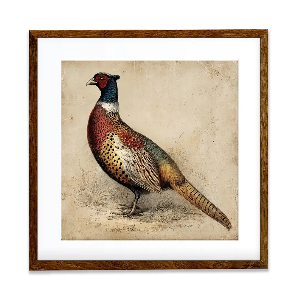 Vintage Pheasant Square Framed Art Print Vintage Pheasant Square Framed Art Print wall art product Petals Print Design - Independent