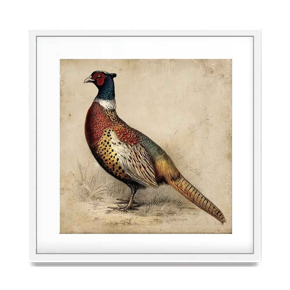 Vintage Pheasant Square Framed Art Print Vintage Pheasant Square Framed Art Print wall art product Petals Print Design - Independent