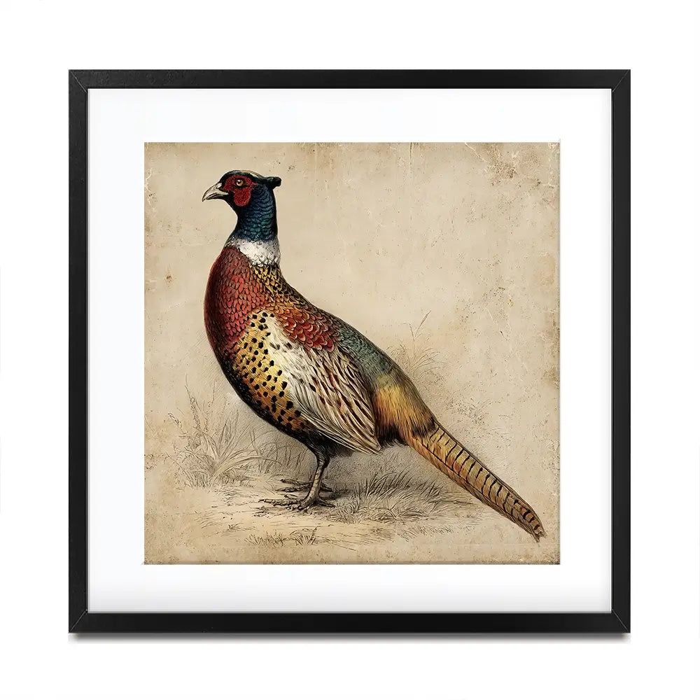 Vintage Pheasant Square Framed Art Print Vintage Pheasant Square Framed Art Print wall art product Petals Print Design - Independent