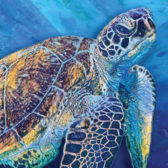 Deep Sea Turtle Framed Art Print wall art product Denise Dundon