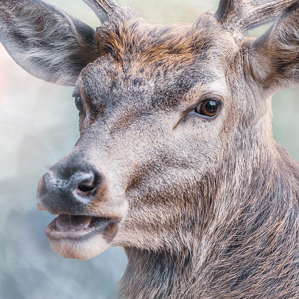 Surreal Stag Framed Art Print wall art product jack53 / Shutterstock